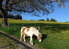 Pony auf dem Bauernhof im Allgäu