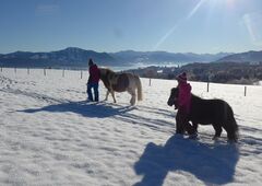 Ponys im Schnee im Winter im Allgäu