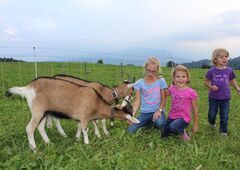 Kinder mit Ziegen auf dem Bauernhof im Oberallgäu