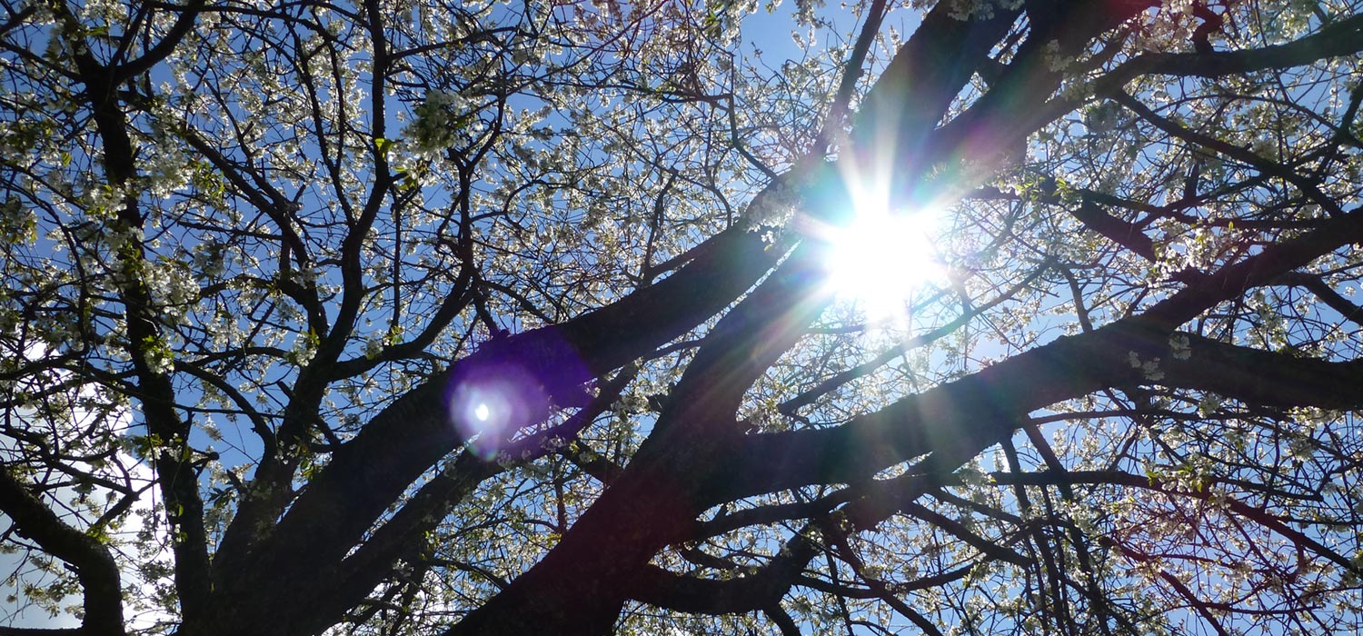 Natur im Frühling im Oberallgäu mit Sonne im Apfelbaum