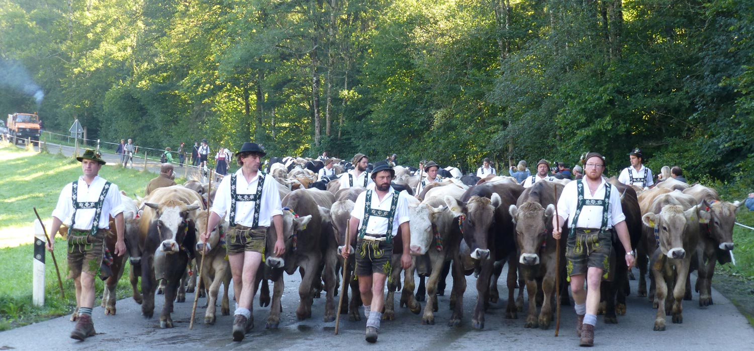 Viehscheid im Allgäu als Brauchtum mit Kühen und Bauern