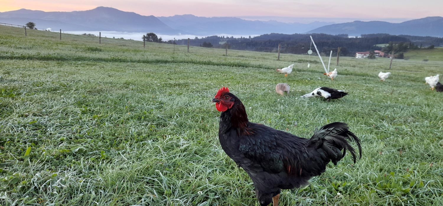 Gockel auf dem Bauernhof nahe Niedersonthofener See