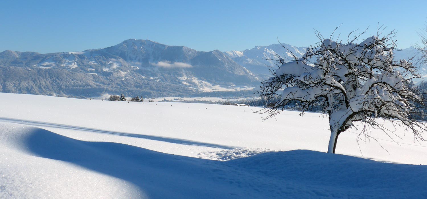Verschneiter Baum im Winter im Oberallgäu