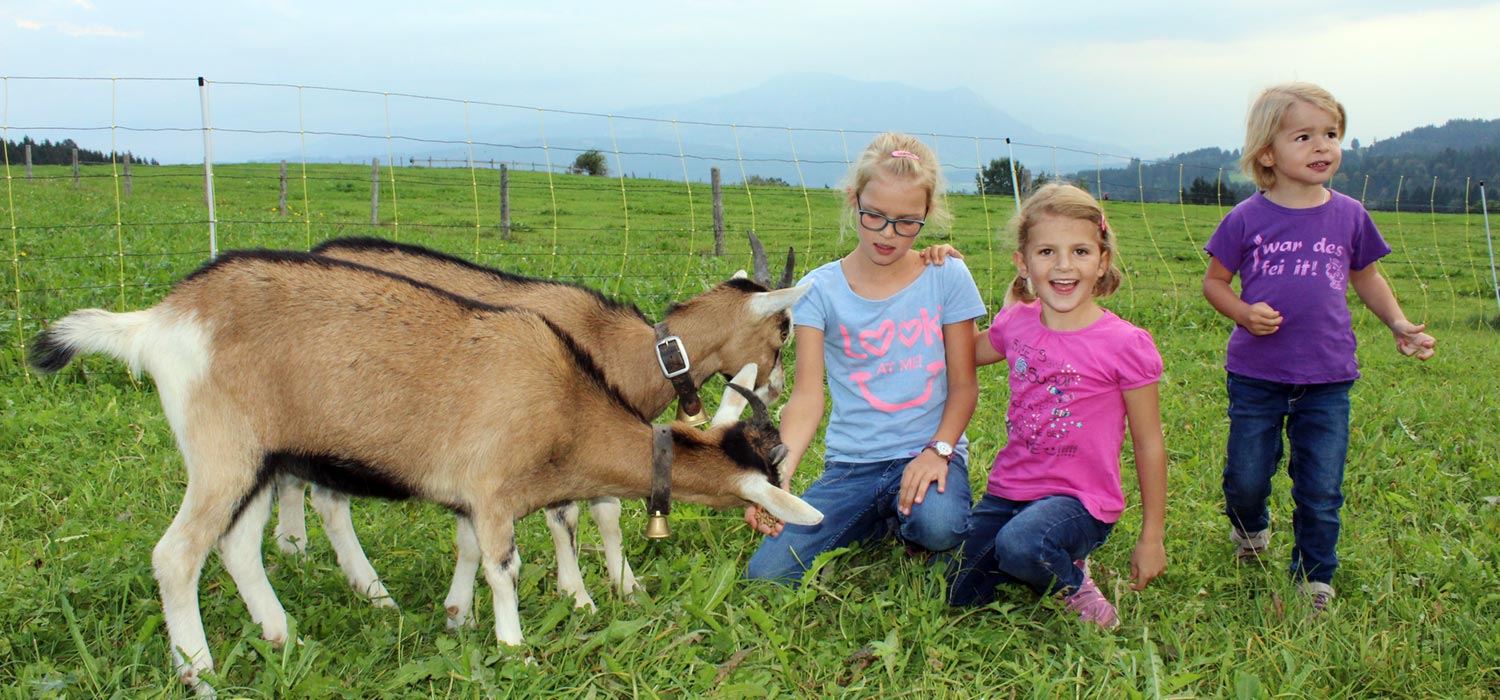 Kinder streicheln Ziegen beim Bauernhofurlaub im Allgäu